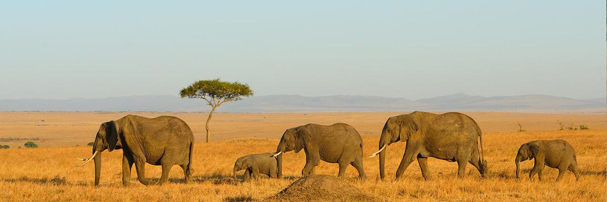 Safari au Kénya en 2024 - background banner